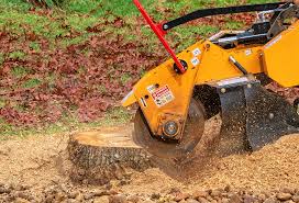 Best Storm Damage Tree Cleanup  in Clifton, IL